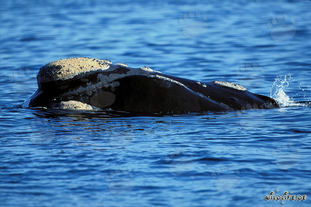 Southern Right Whale with distinctive callosities on its head in the South Atlantic