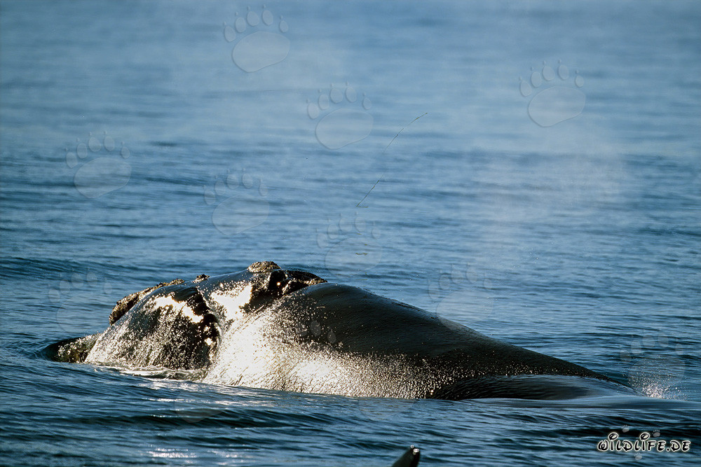 Ballena franca austral emerge elegantemente desde las profundidades