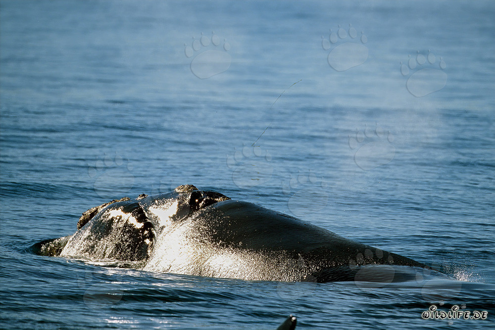 Southern right whale elegantly emerges from the depths