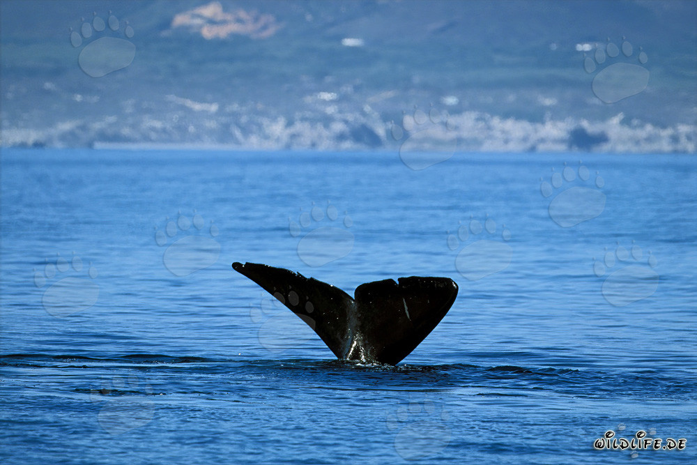 Elegant Fluke of the Majestic Southern Right Whale