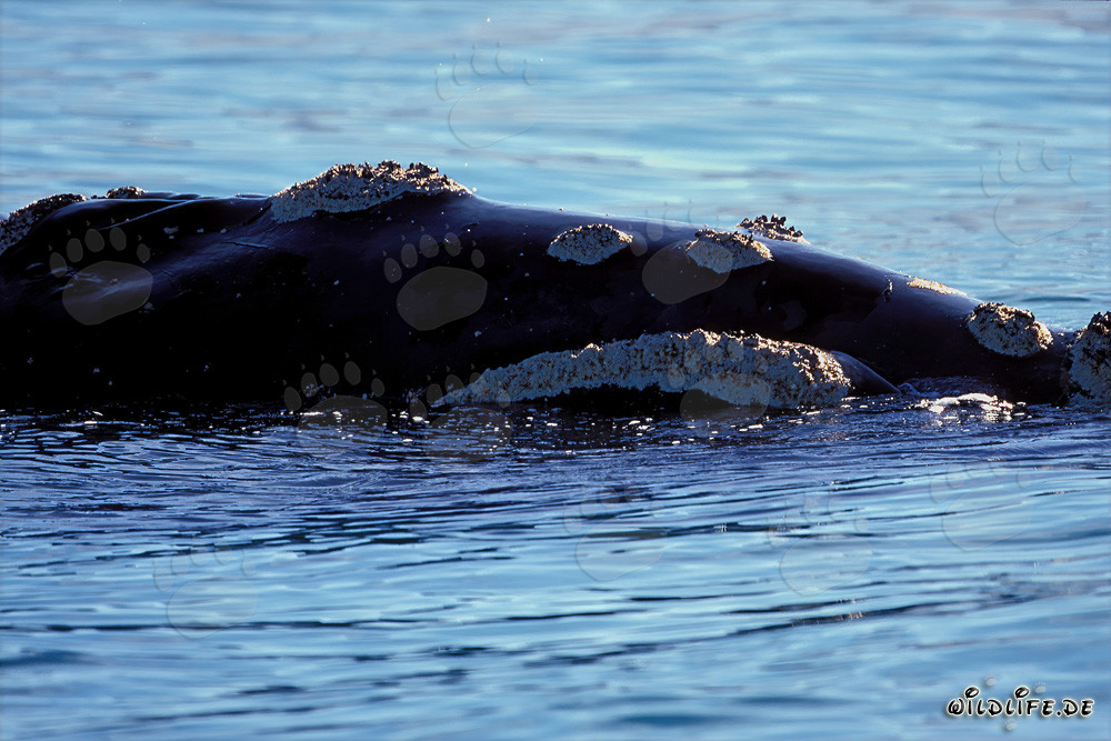 Découvrez de près le fascinant Rorqual austral