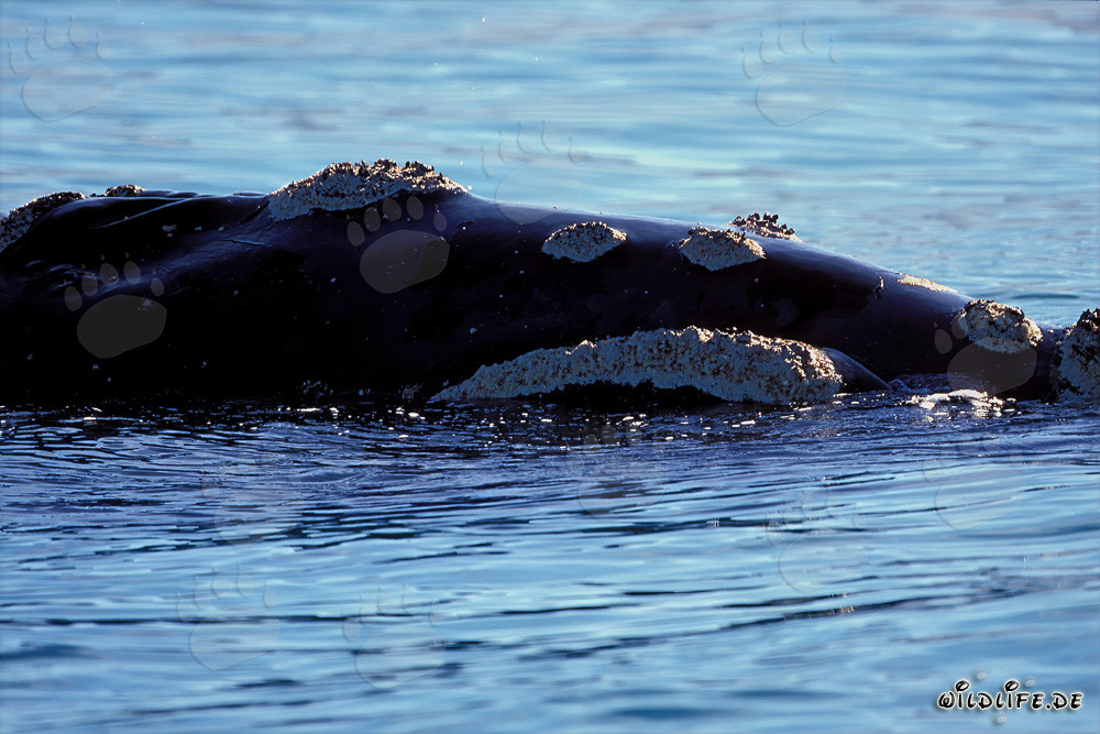 Experience the Fascinating Southern Right Whale Up Close