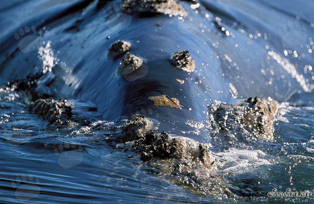 Barnacles on the Southern Right Whale in Gansbaai, Western Cape, South Africa