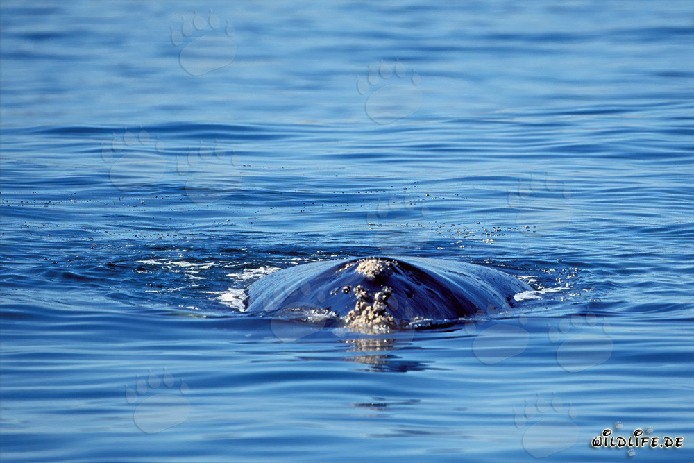 Baleine franche australe majestueuse à la surface de l'eau à Gansbaai, Cap-Occidental, Afrique du Sud