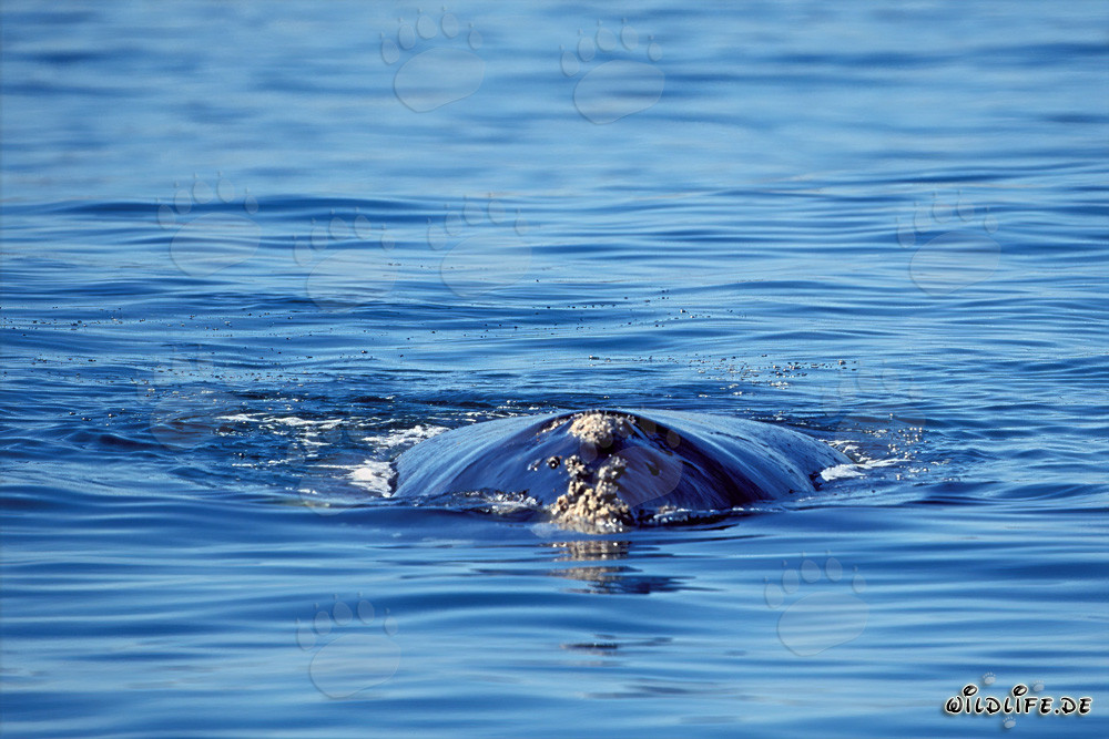 Ballena franca austral majestuosa en la superficie del agua en Gansbaai, Cabo Occidental, Sudáfrica