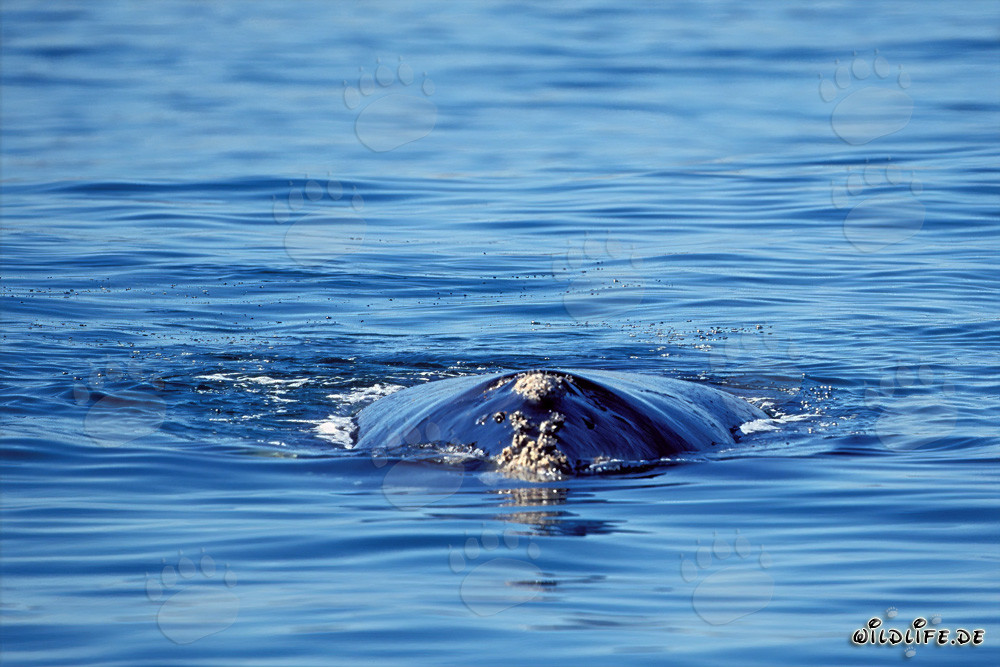 Maestoso capodoglio meridionale in superficie a Gansbaai, Capo Occidentale, Sudafrica