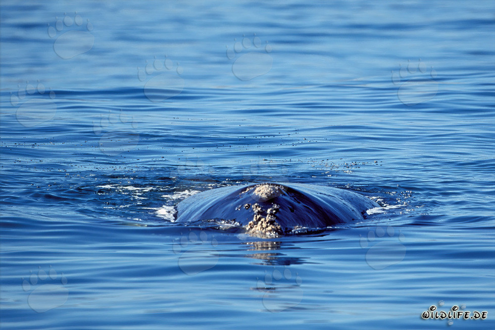 Majestic Southern Right Whale at the Water Surface in Gansbaai, Western Cape, South Africa