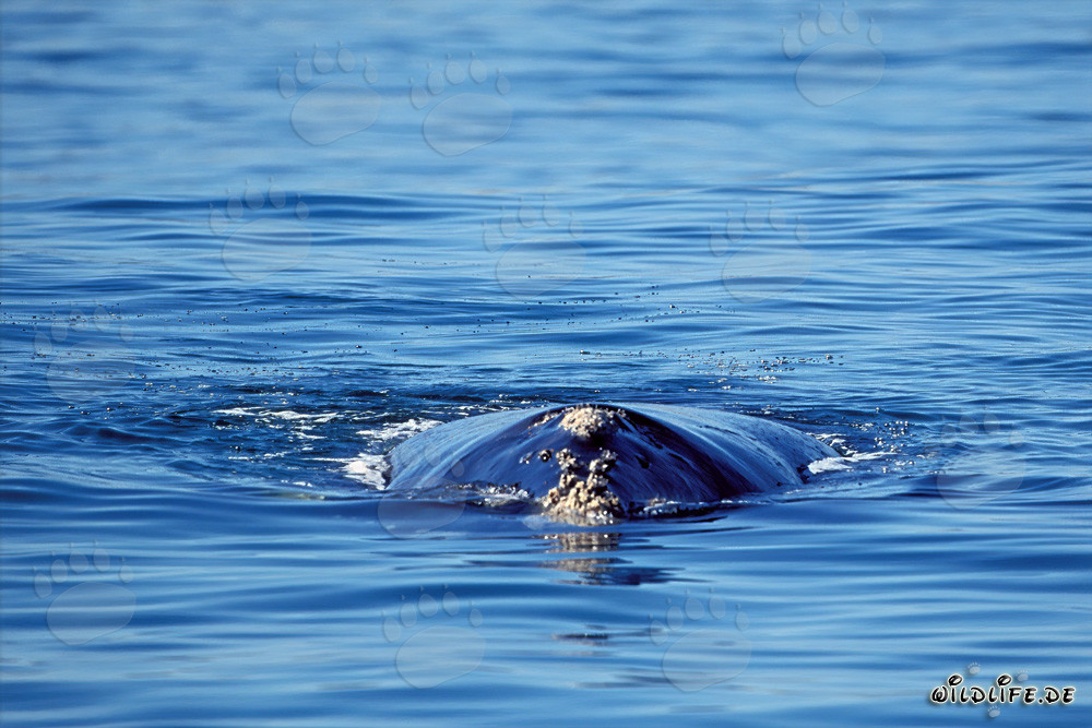 Majestätischer Südlicher Glattwal an der Wasseroberfläche in Gansbaai, Westkap, Südafrika