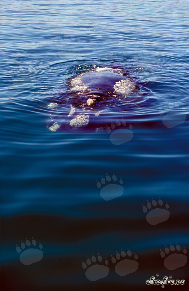 Majestic Southern Right Whale in Walker Bay, South Africa