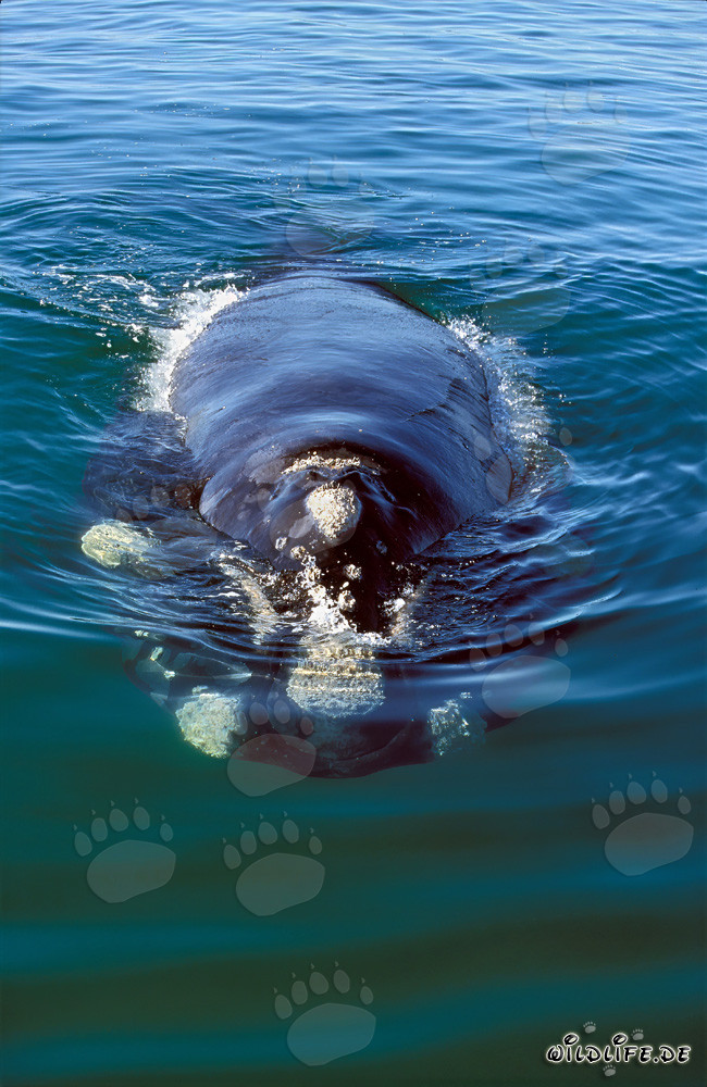 Baleine franche australe majestueuse nageant en vue frontale
