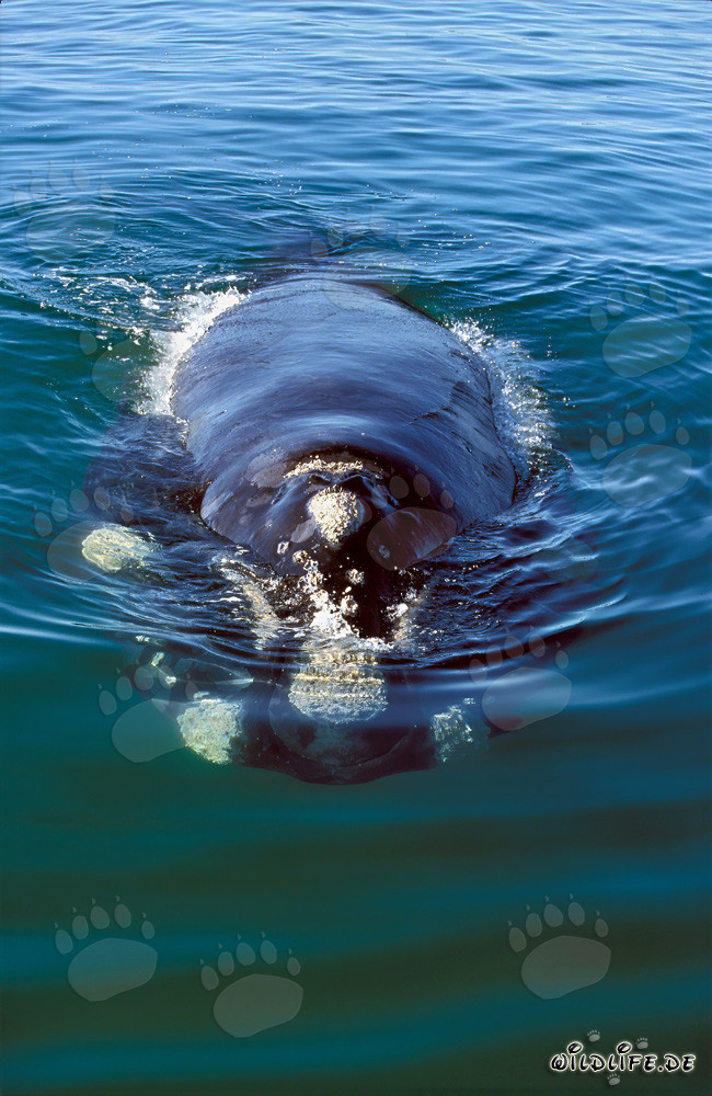 Bella ballena franca austral nadando en vista frontal