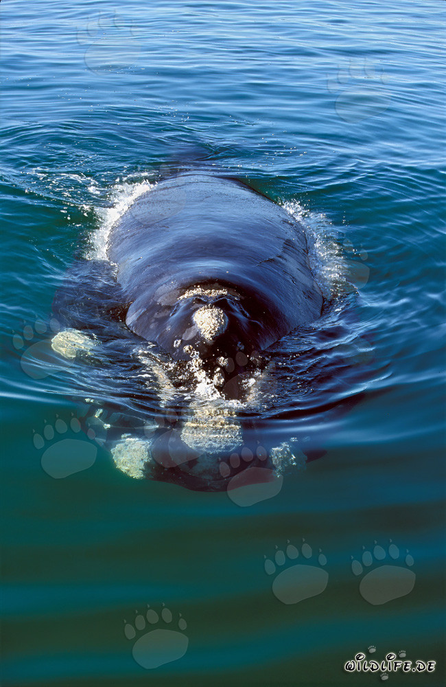 Majestic Southern Right Whale swimming in frontal view