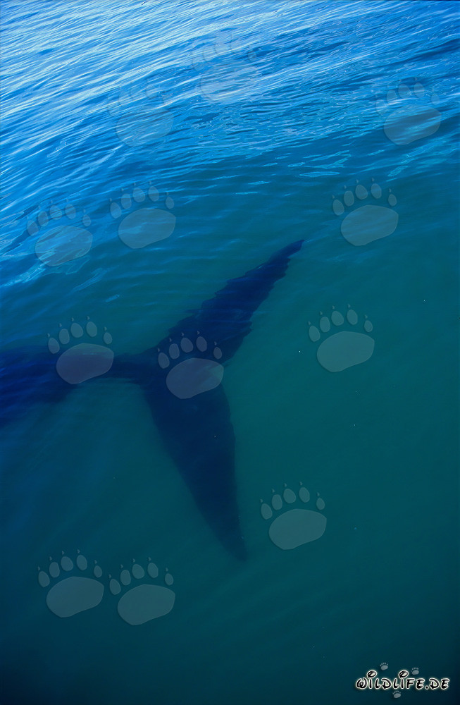 Aleta de la ballena franca austral bajo el agua