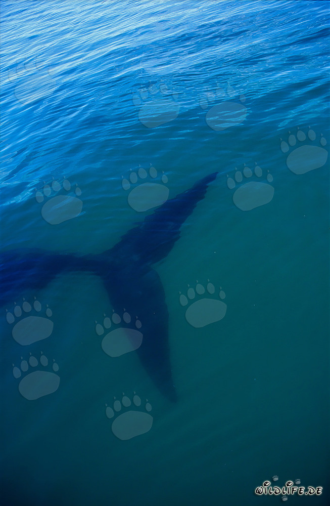Fluke of Southern Right Whale underwater