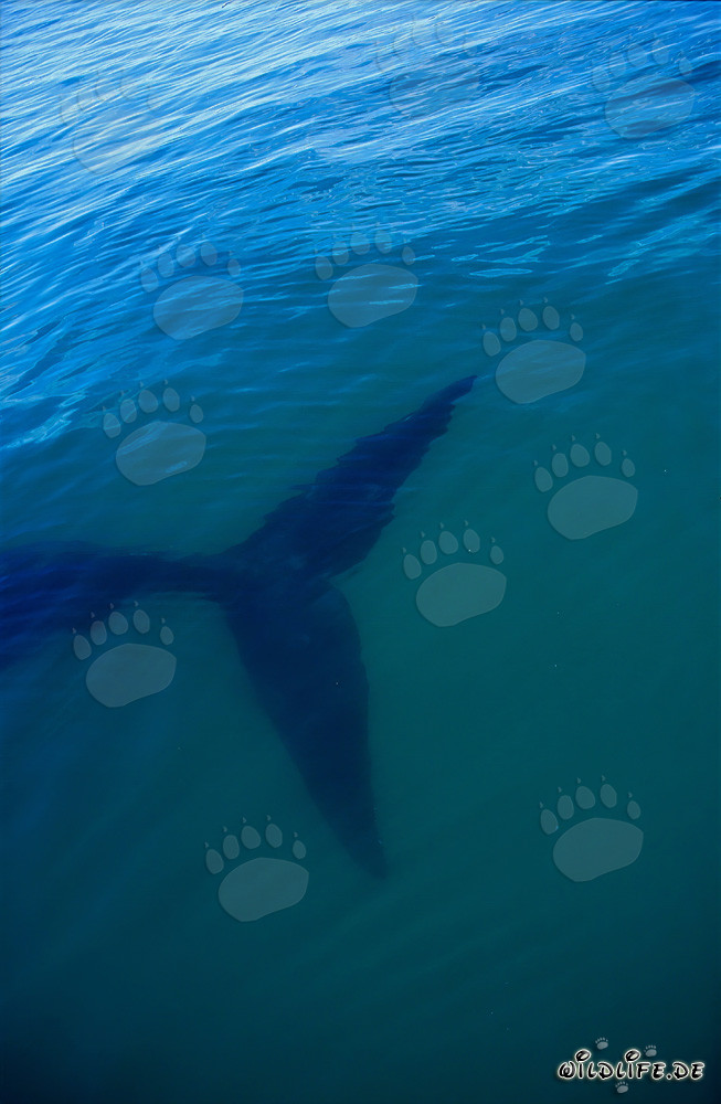 Fluke des Südlichen Glatwals unter Wasser