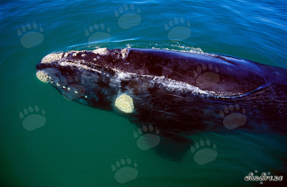 Baleine franche australe nage au large de Gansbaai