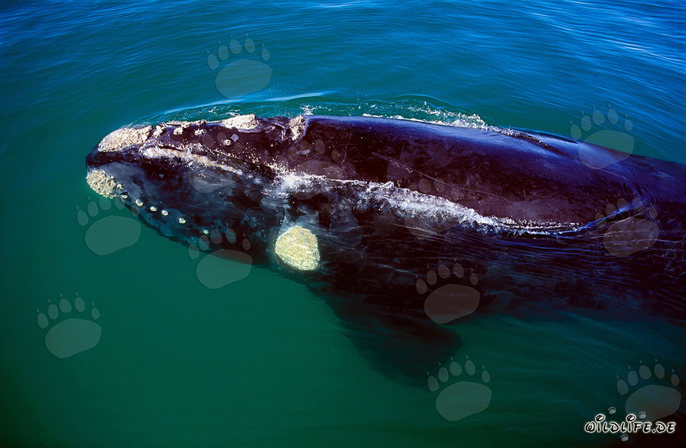 Balena franca australe nuota al largo della costa di Gansbaai