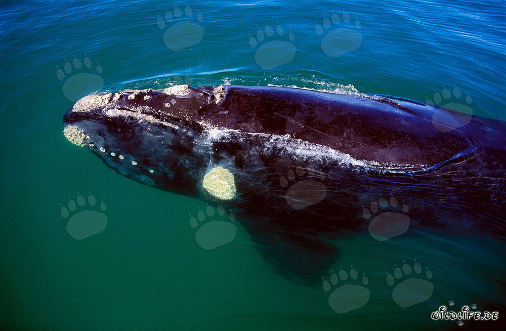Ballena franca austral nada frente a la costa de Gansbaai