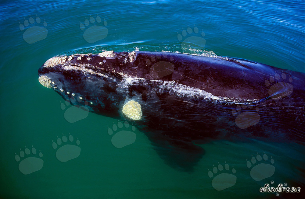 Southern Right Whale swimming at the coast of Gansbaai