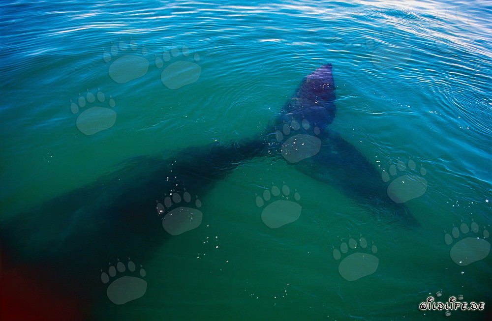 Impressionnante nageoire caudale de la baleine franche australe
