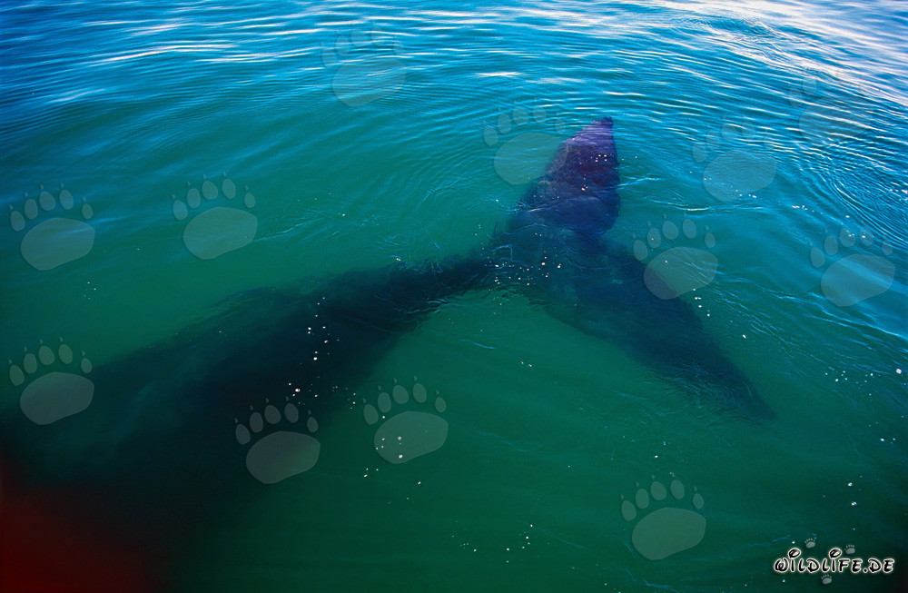 Impressive fluke of the Southern Right Whale