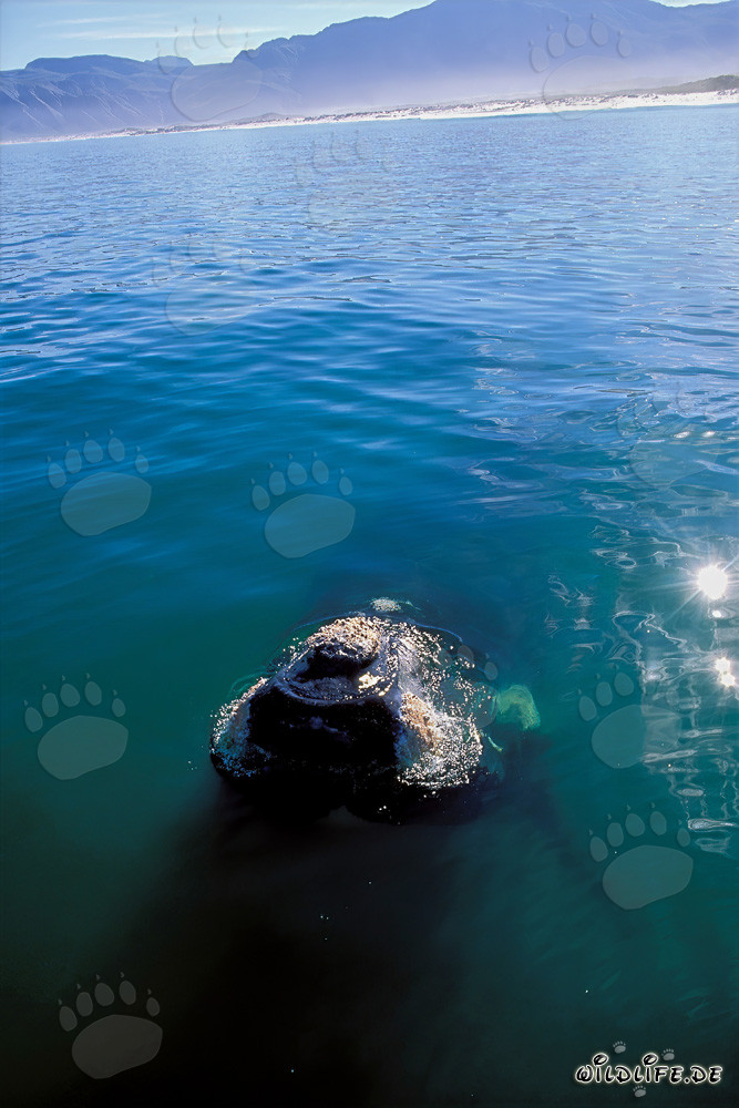 Majestic Southern Right Whale spotted in the Walker Bay in front of our boat