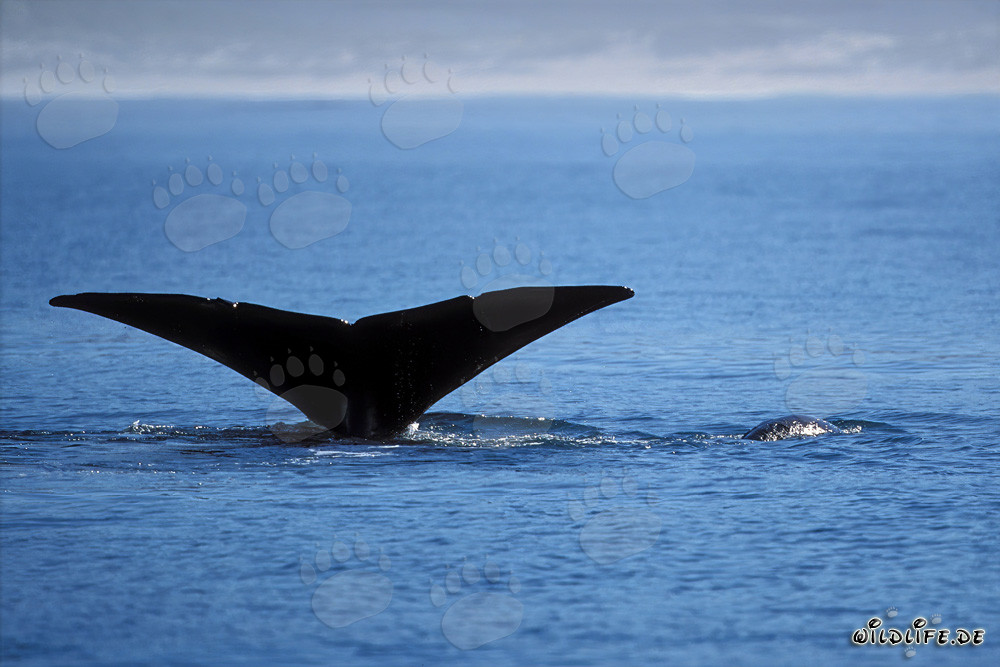 Baleine franche australe du sud montre sa majestueuse nageoire caudale hors de l'eau