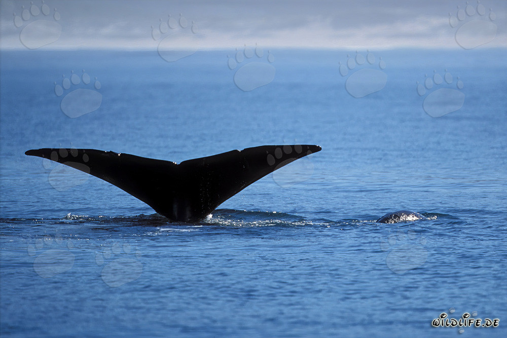 Ballena franca austral del sur muestra su majestuosa aleta caudal sobre el agua