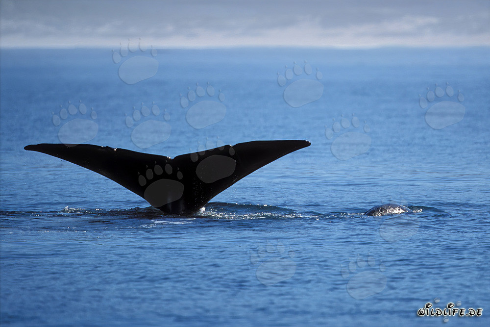 Southern Right Whale displaying its majestic fluke above water
