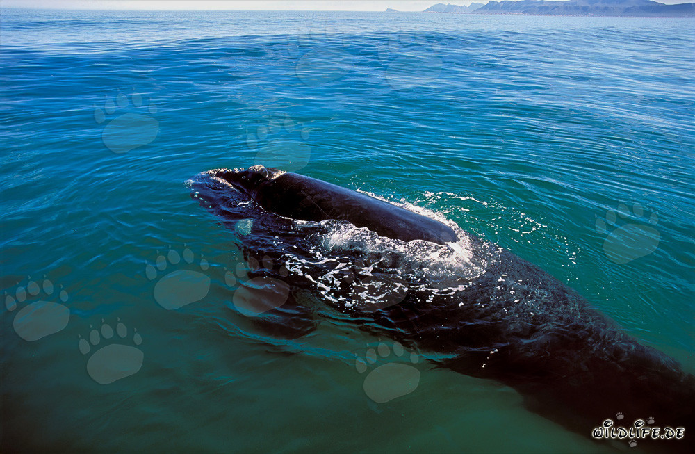 Baleine franche australe émerge à la surface de l'eau