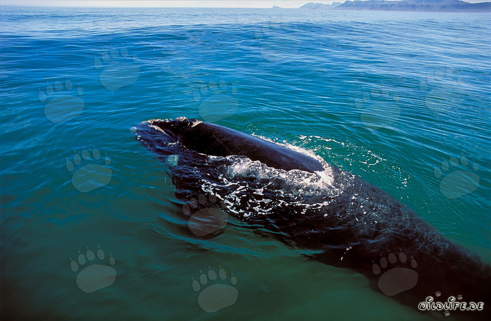 Balena franca australe emerge in superficie dell'acqua