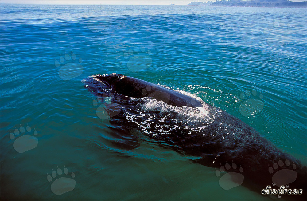 Ballena franca austral emerge en la superficie del agua