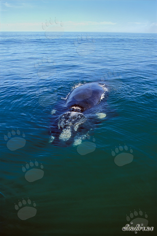 Baleine franche australe majestueuse dans la baie de Walker près de Gansbaai, Afrique du Sud
