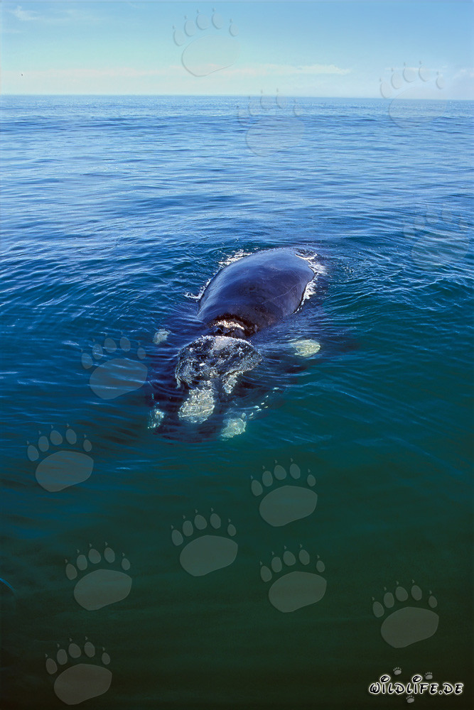 Maestoso balenottera australe nella baia di Walker di fronte a Gansbaai, Sudafrica