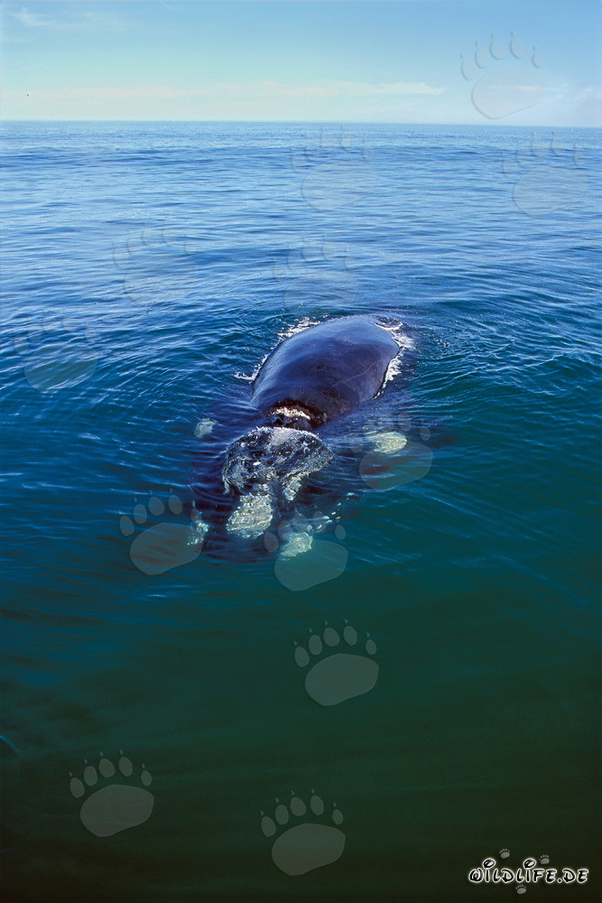 Ballena franca austral majestuosa en la bahía de Walker frente a Gansbaai, Sudáfrica