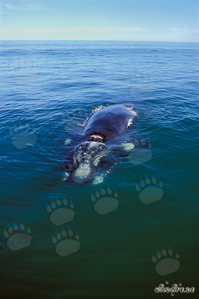 Majestic Southern Right Whale in the Walker Bay near Gansbaai, South Africa