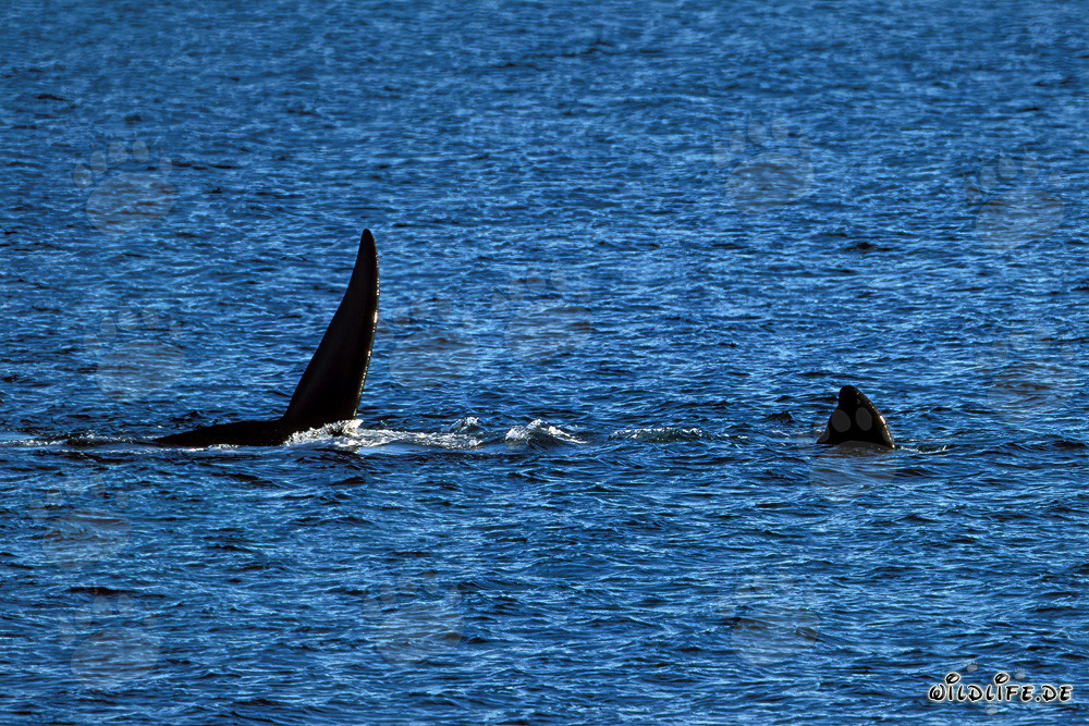 Nageoires de la baleine franche australe à la surface de l'eau