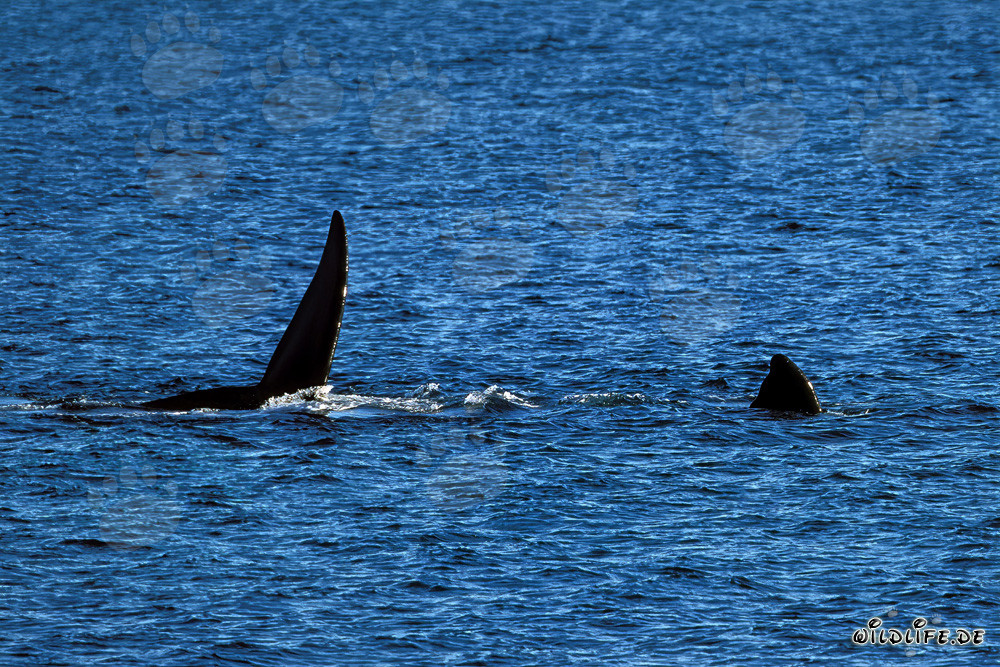 Aletas de la ballena franca austral en la superficie del agua