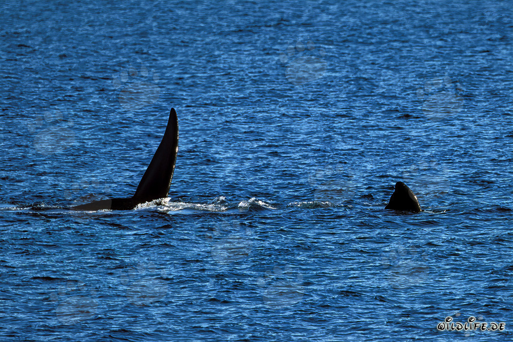 Fins of Southern Right Whale on the water surface