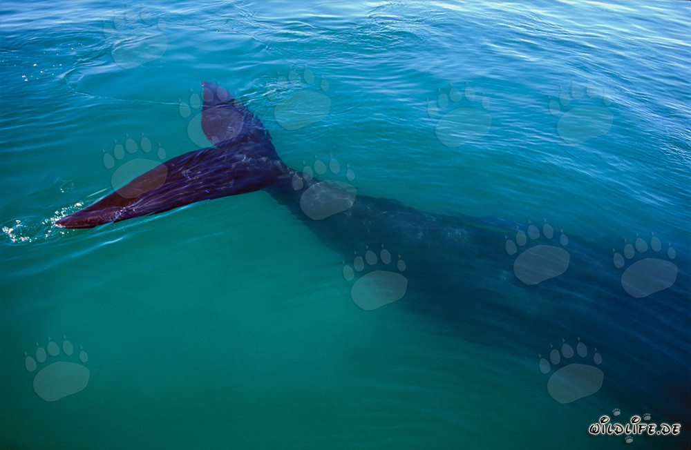 Ballena franca austral del sur muestra su aleta caudal en las aguas ricas en nutrientes de la bahía de Walker en Sudáfrica