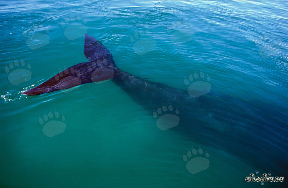 Southern Right Whale displaying its fluke in the nutrient-rich waters of Walker Bay in South Africa