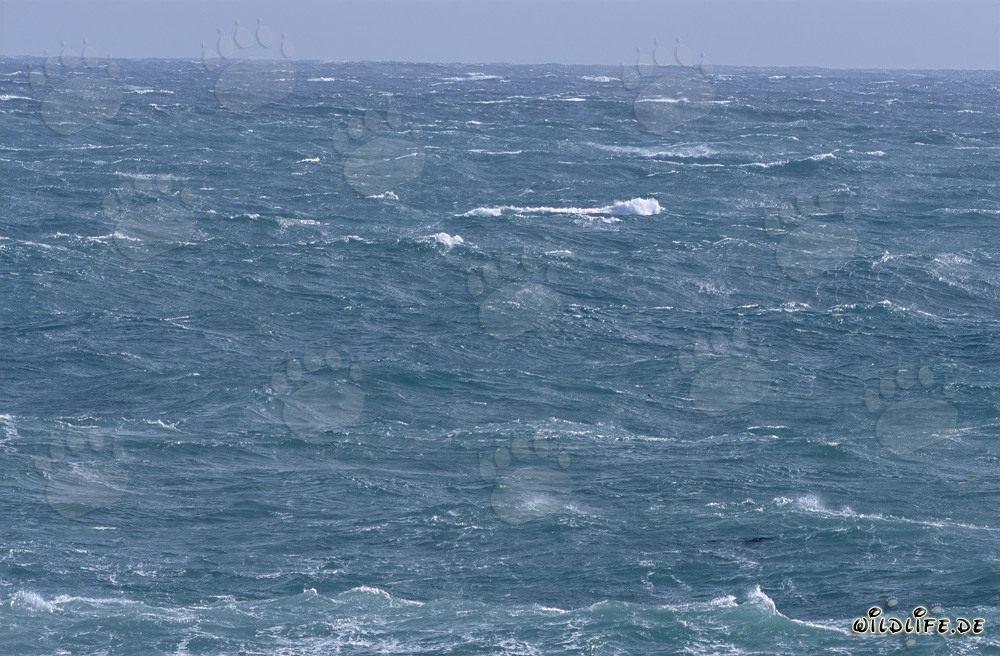 Mer agité au cap Sud de l'Afrique