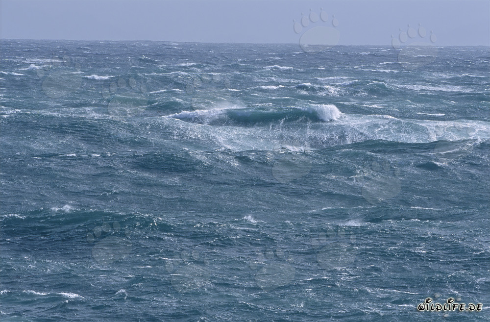 Tempesta al Capo Agulhas: Mare selvaggio alla punta meridionale dell'Africa