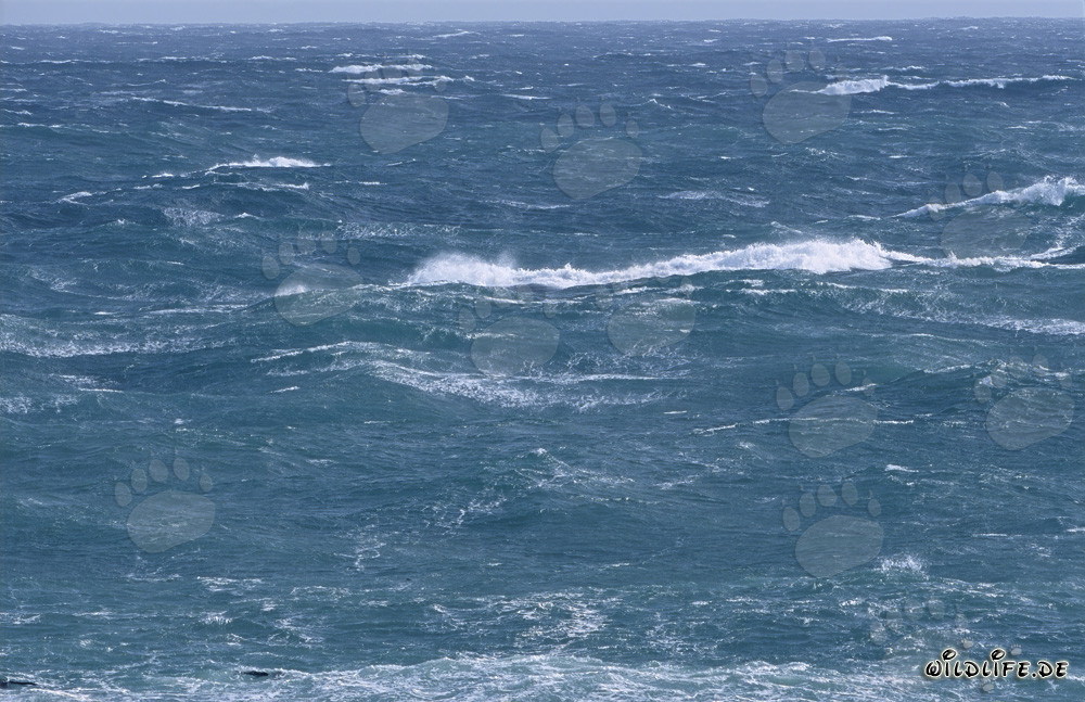 Coronas de espuma blanca en la punta sur de África