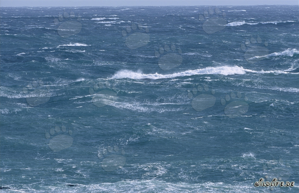 Couronnes d'écume blanche à la pointe sud de l'Afrique