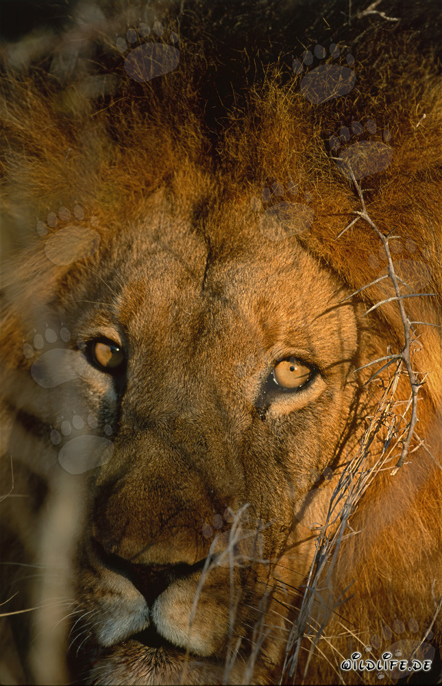 African Lion in the morning in the thorny bush