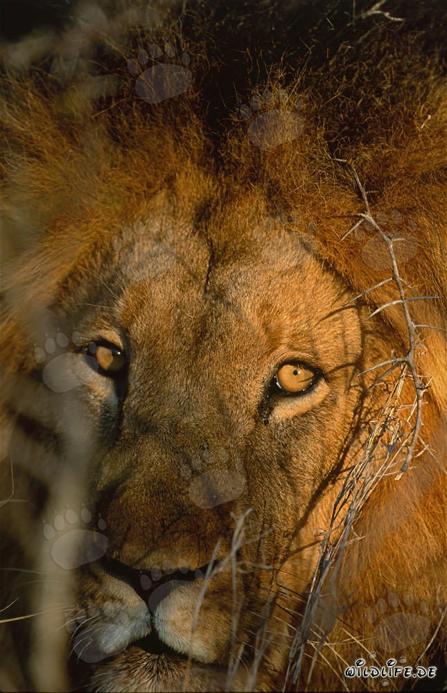 León africano temprano en la mañana en un arbusto espinoso