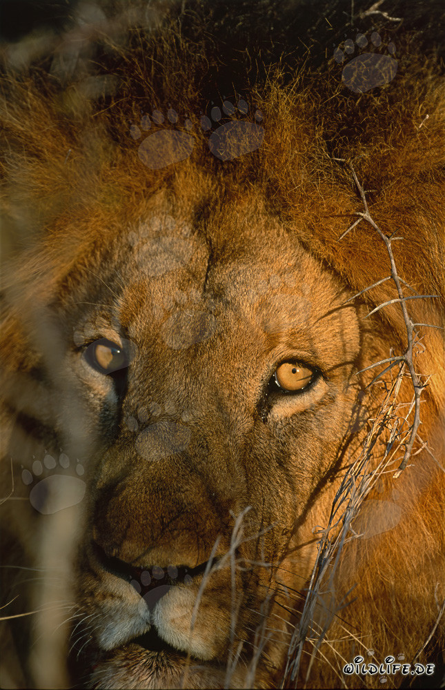 Leone africano presto al mattino in un cespuglio spinoso