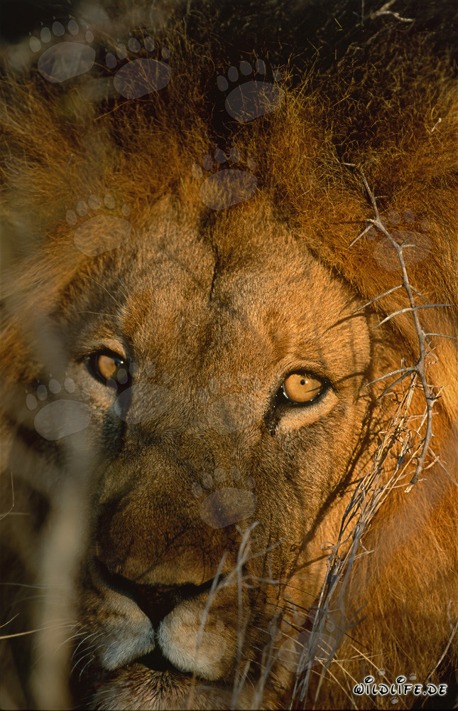 Lion africain tôt le matin dans un buisson épineux
