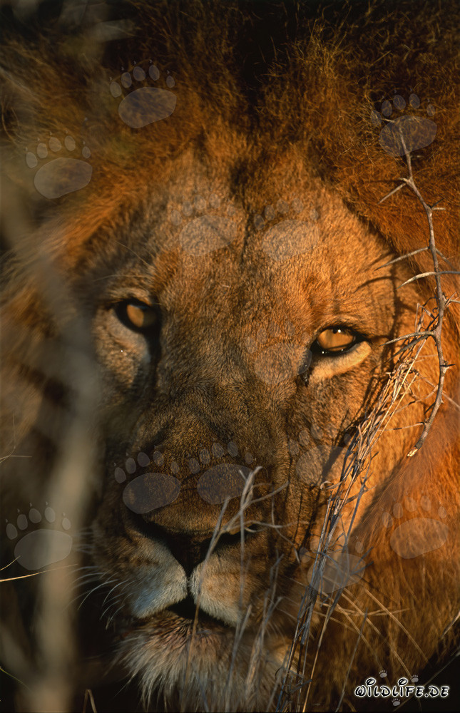 Portrait majestueux de lion dans la lumière chaude du matin